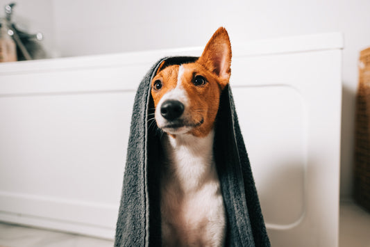 Best Dog Drying Towel