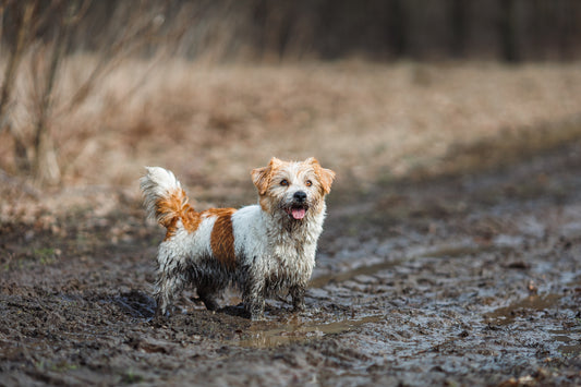 How to Prevent Your Pet’s Muddy Paw Prints From Ruining Your Floor