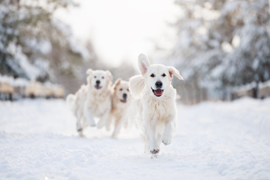 Keeping Floors Clean in Winter with Dogs