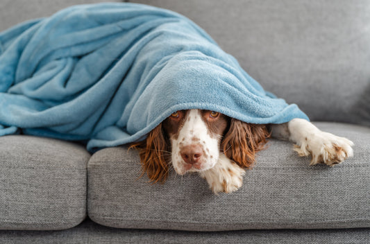 Brown-and-white spaniel lying on a gray couch partially covered by a light blue blanket, peeking out