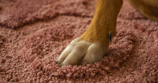 From Muddy to Marvelous: How Muddy Mat’s Anti Mud Mat Keeps Your Floors Spotless