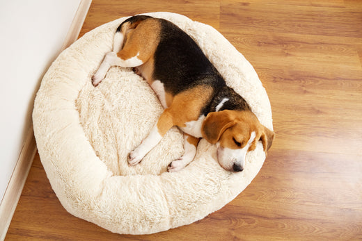 Why Your Dog’s Sleep Quality Matters: The Science Behind the Best Beds for Dogs