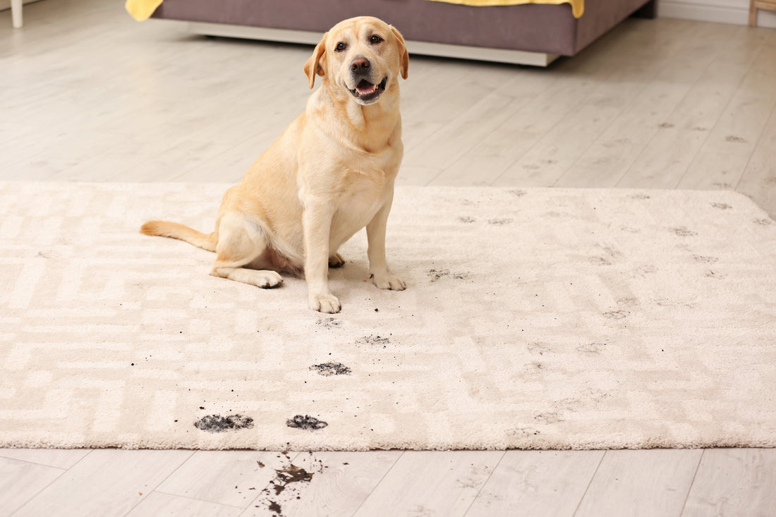 Keep Your Home Clean with Our Dog Door Mats and Other Pet-Friendly Products