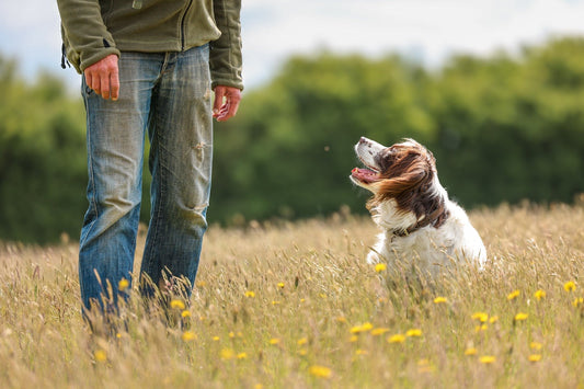 Muddy Mat® Partners with Professional Dog Trainer Brandon McMillan