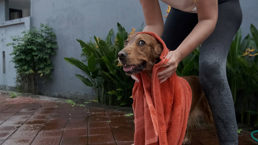 How to dry a dog after a walk