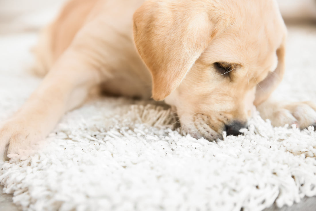 Transform Your Home’s Entrance with Muddy Mat: More Than Just a Mud Mat For Dogs