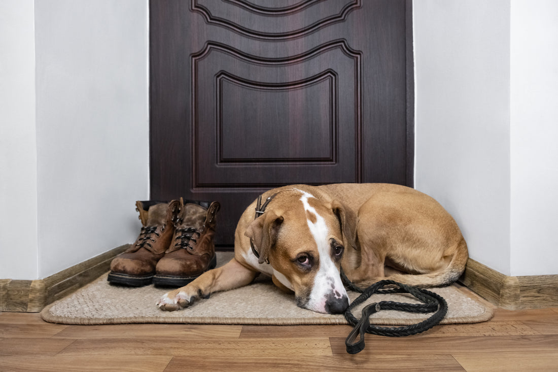 How Does Our Versatile Mud Rug for Dogs Handle Outdoor Weather?