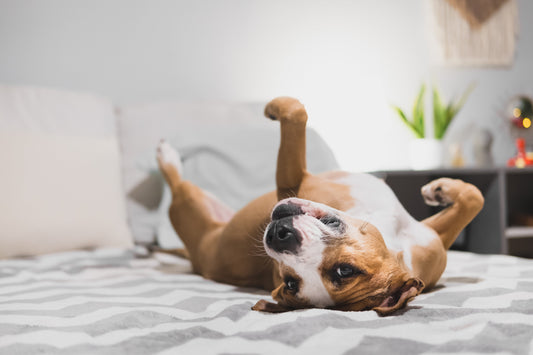 Natural Pet Odor Spray