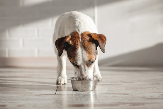 Best Dog Water Bowl Mat for Messy Drinkers: How to Keep Your Floors Dry & Clean