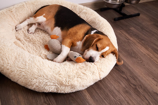 The Ultimate in Canine Comfort: All About the Cloud K-9 Microfiber Dog Bed