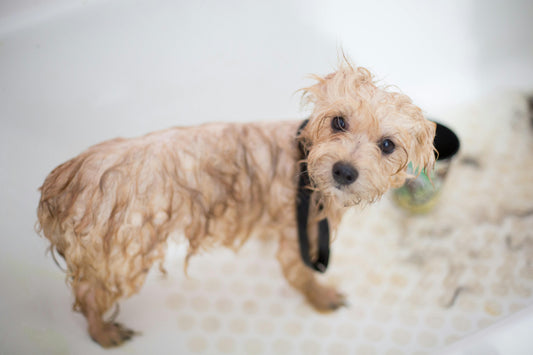natural pet soap