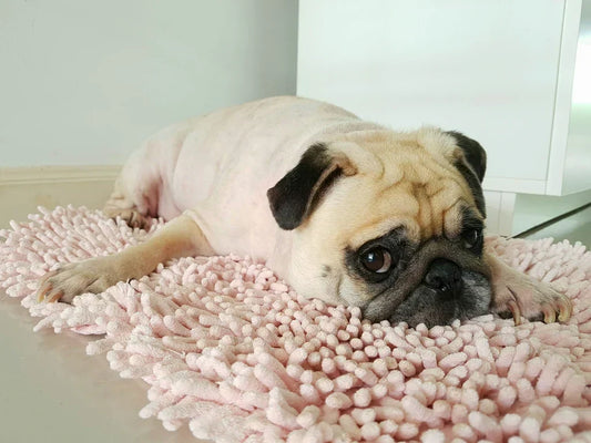 pet mat