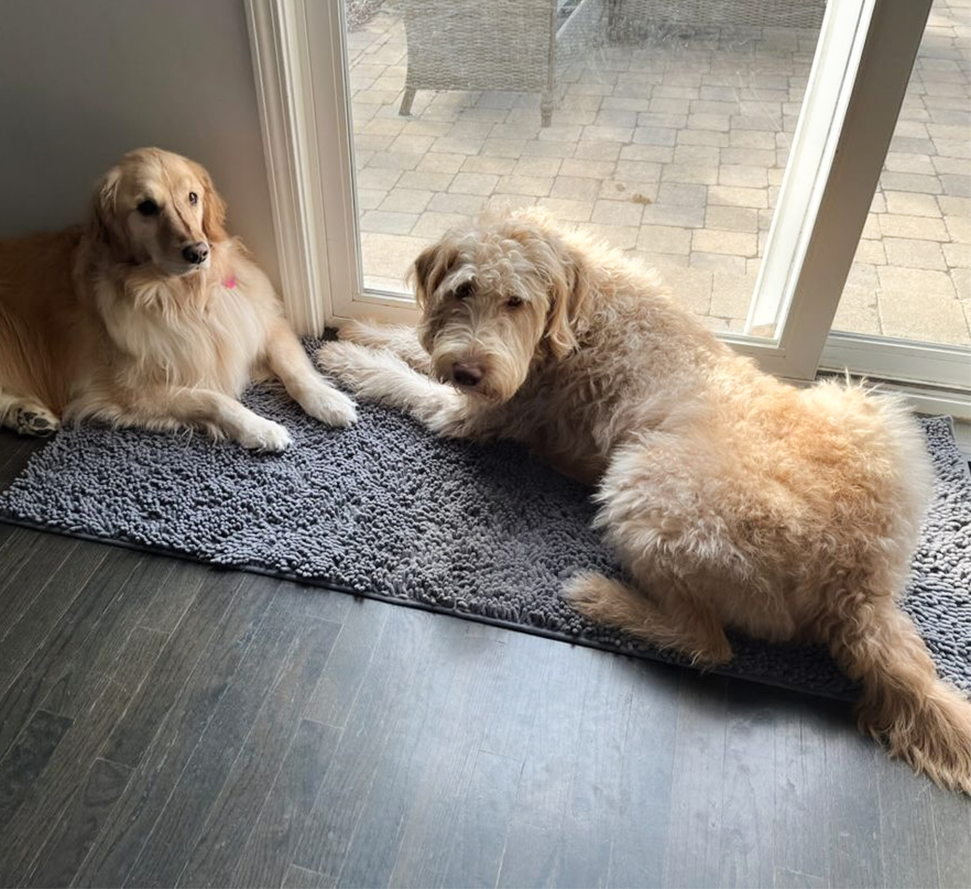 Door Mats For Dogs